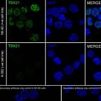 t-bet / tbx21 recombinant antibody